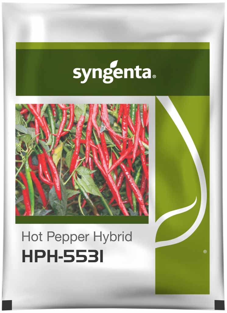 Kalgudi- SYNGENTA HOT PEPPER HYBRID HPH 5531 (HYBRID CHILLI SEED)